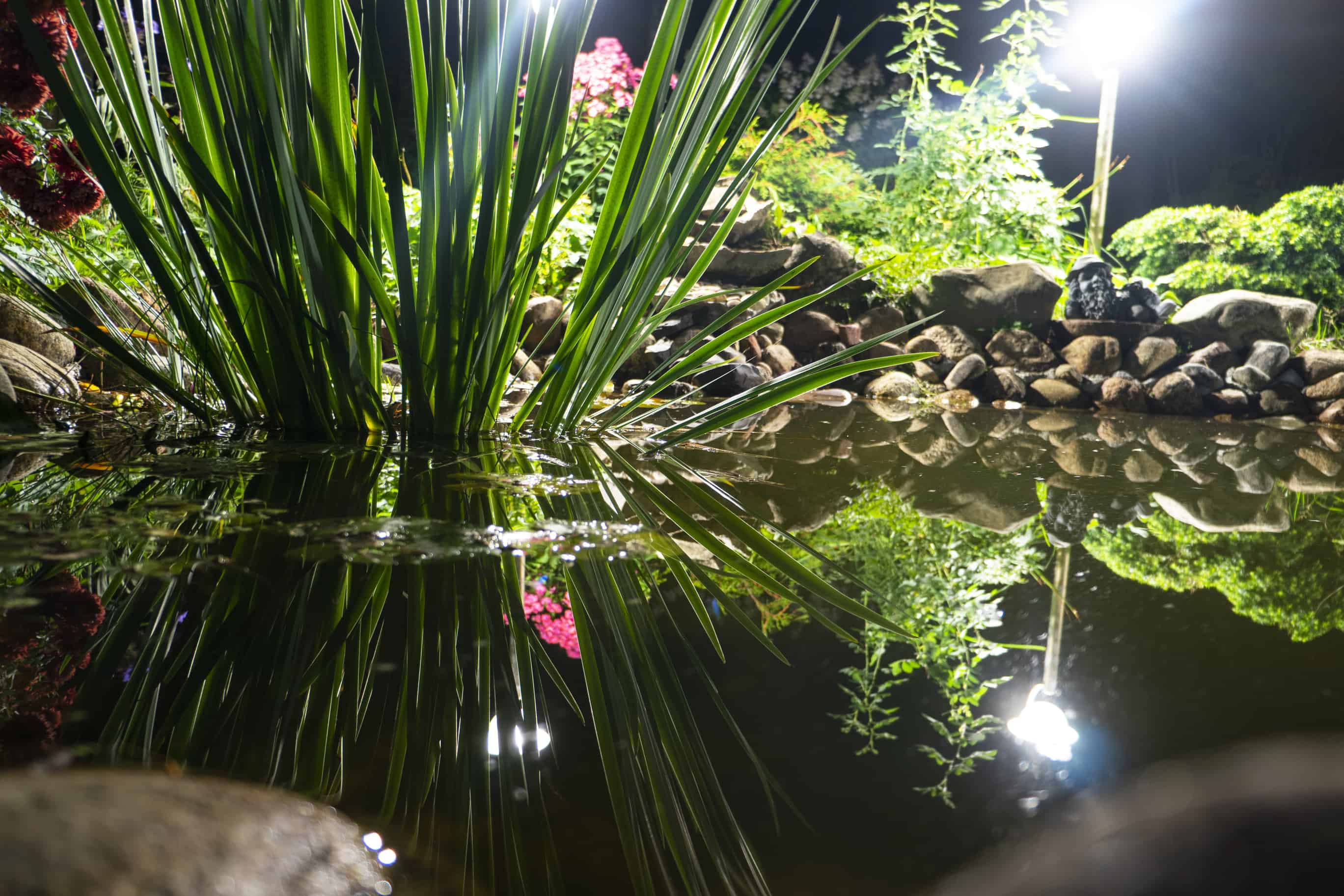 Are Koi Fish Active At Night? - Pond Heaven