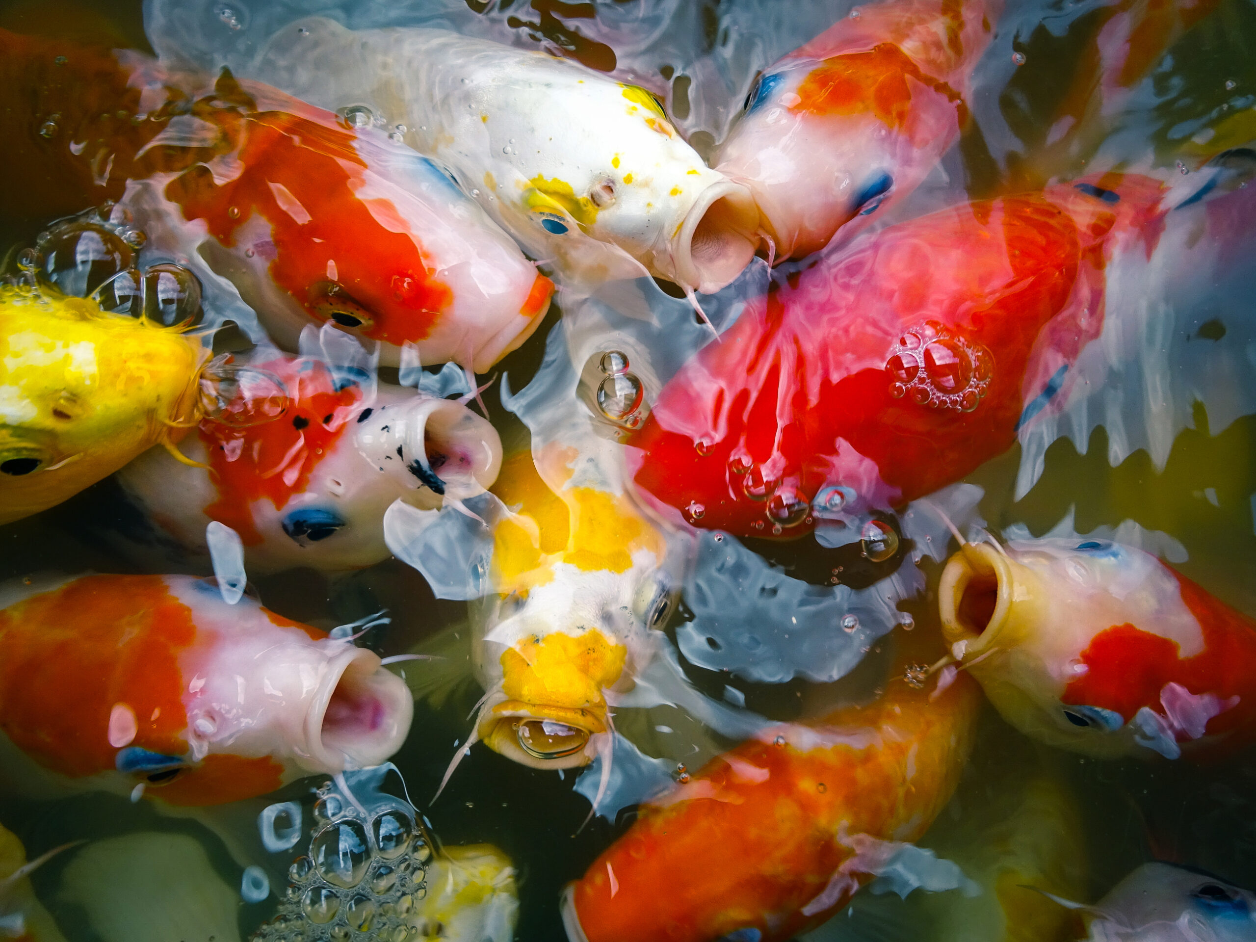 koi feeding