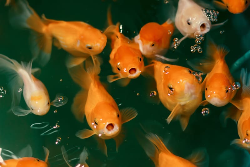 Best food for outlet koi fish