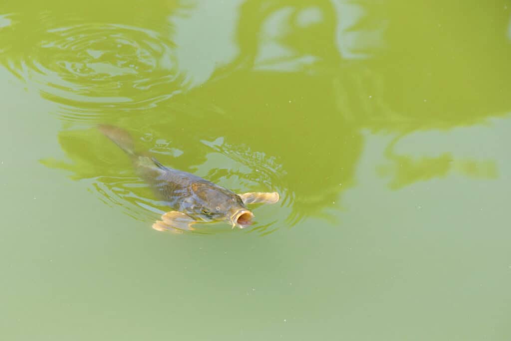 Koi fish swimming in green pond water caused by algae
