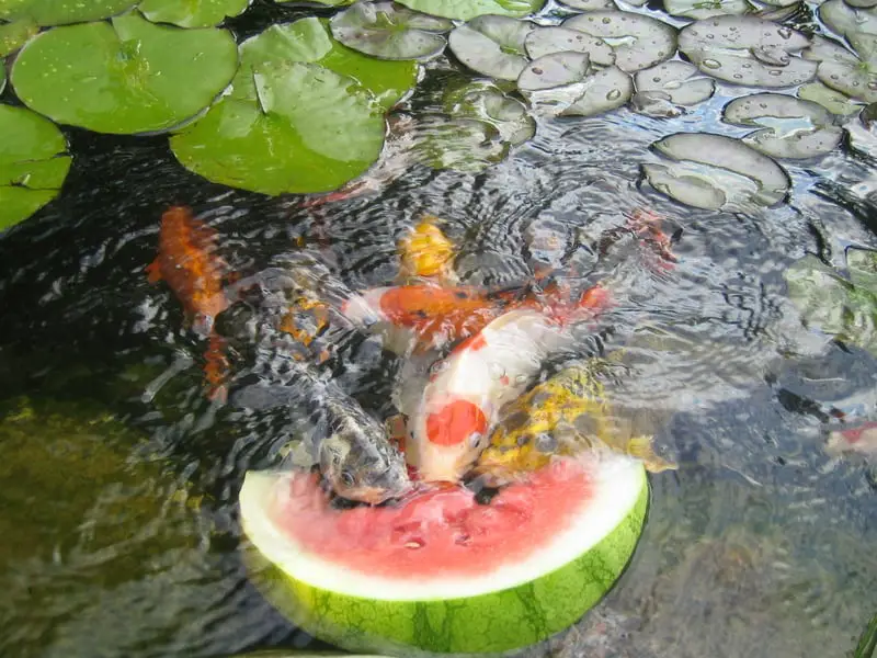 Koi fish eating a watermelon