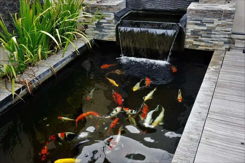 Best Koi Pond Filters For 2021