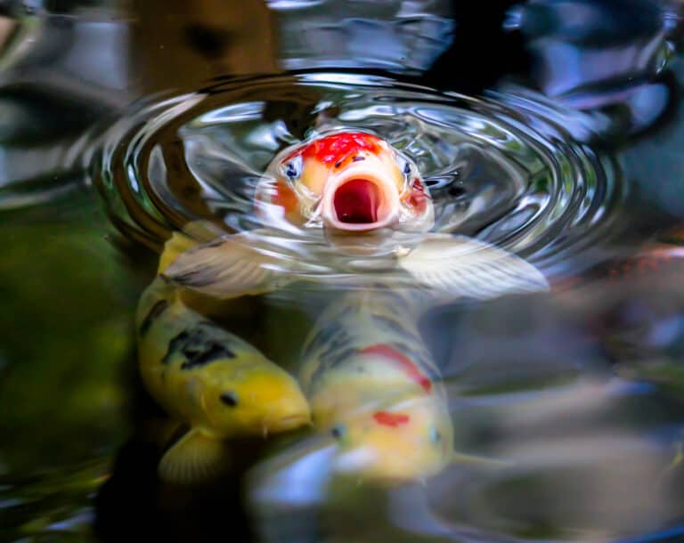 how-many-times-a-day-should-i-feed-my-koi-fish-pond-heaven
