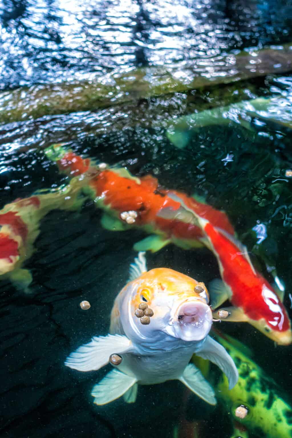 How Many Pellets To Feed Koi Fish