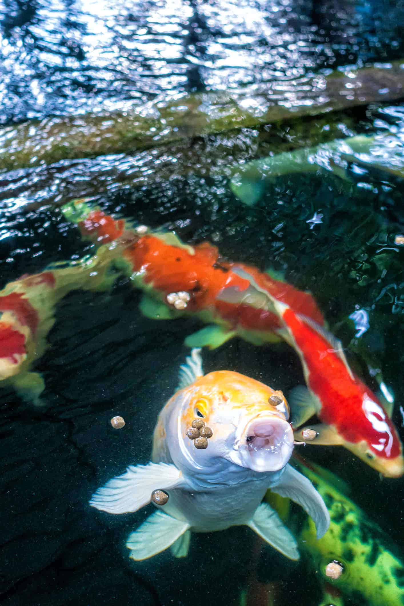 What Is The Best Temperature For Koi Growth? Pond heaven