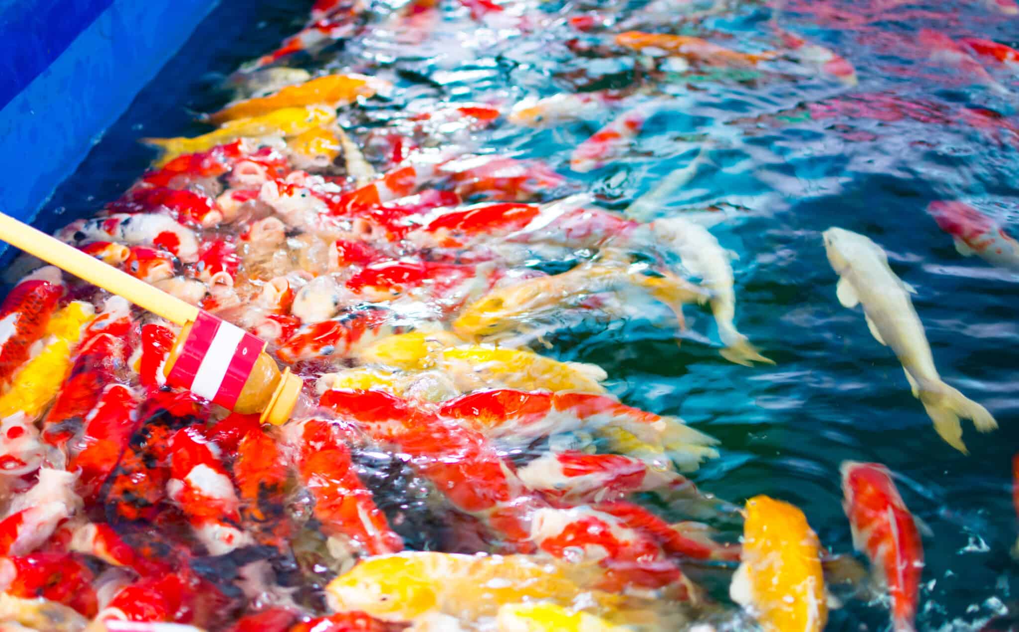 how-can-i-enhance-my-koi-fish-s-color-pond-heaven