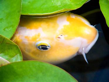 What You Need To Know About Pregnant Koi Fish Behaviour - Pond Heaven