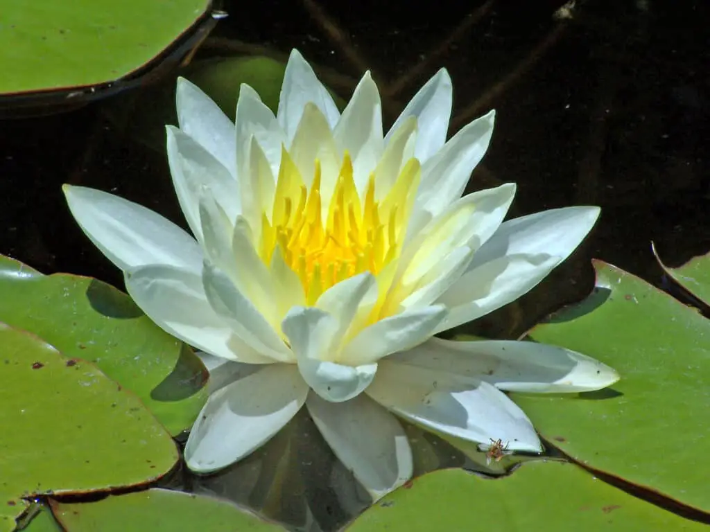 What Plants Do Koi Fish Eat? Pond Heaven