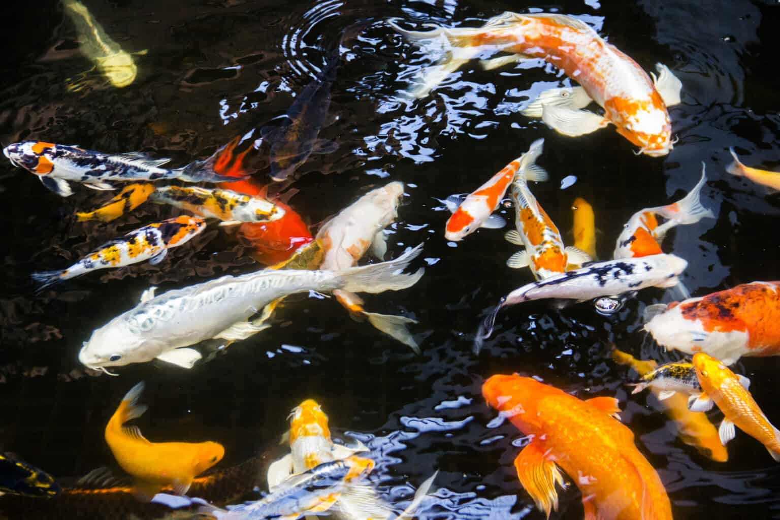 can-koi-fish-live-in-cold-water-pond-heaven