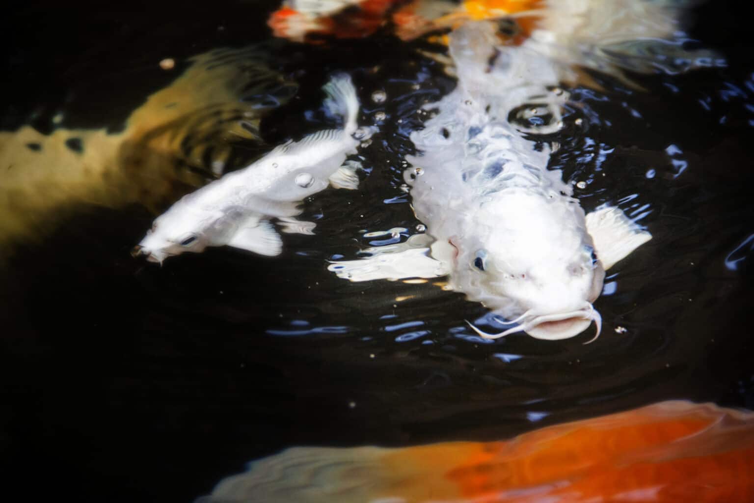 can-koi-fish-live-in-cold-water-pond-heaven