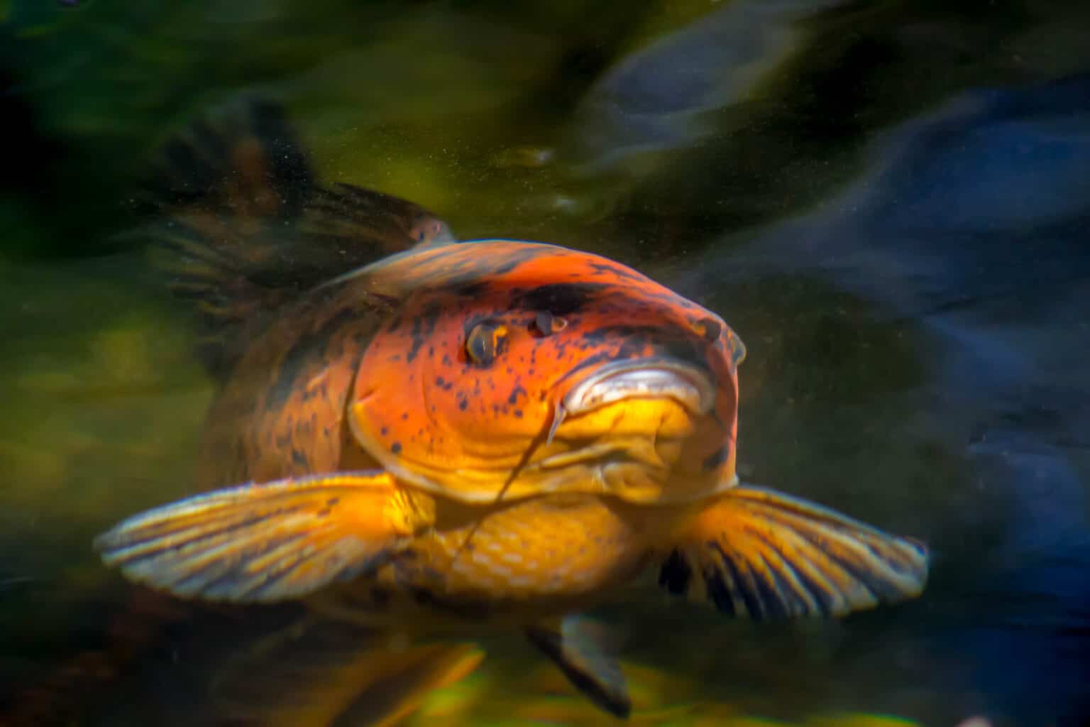 5-reasons-why-your-koi-fish-is-bloated-and-what-to-do-about-it-pond