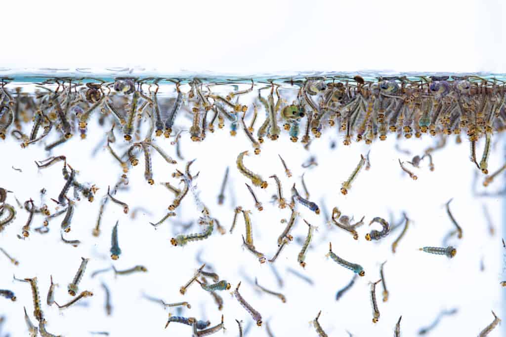 koi eat mosquito larvae