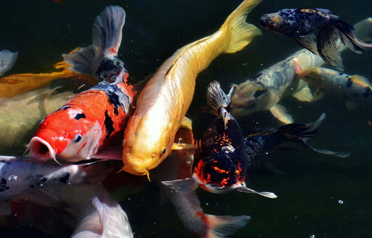 How To Build A Koi Pond With A Bottom Drain - Pond Heaven