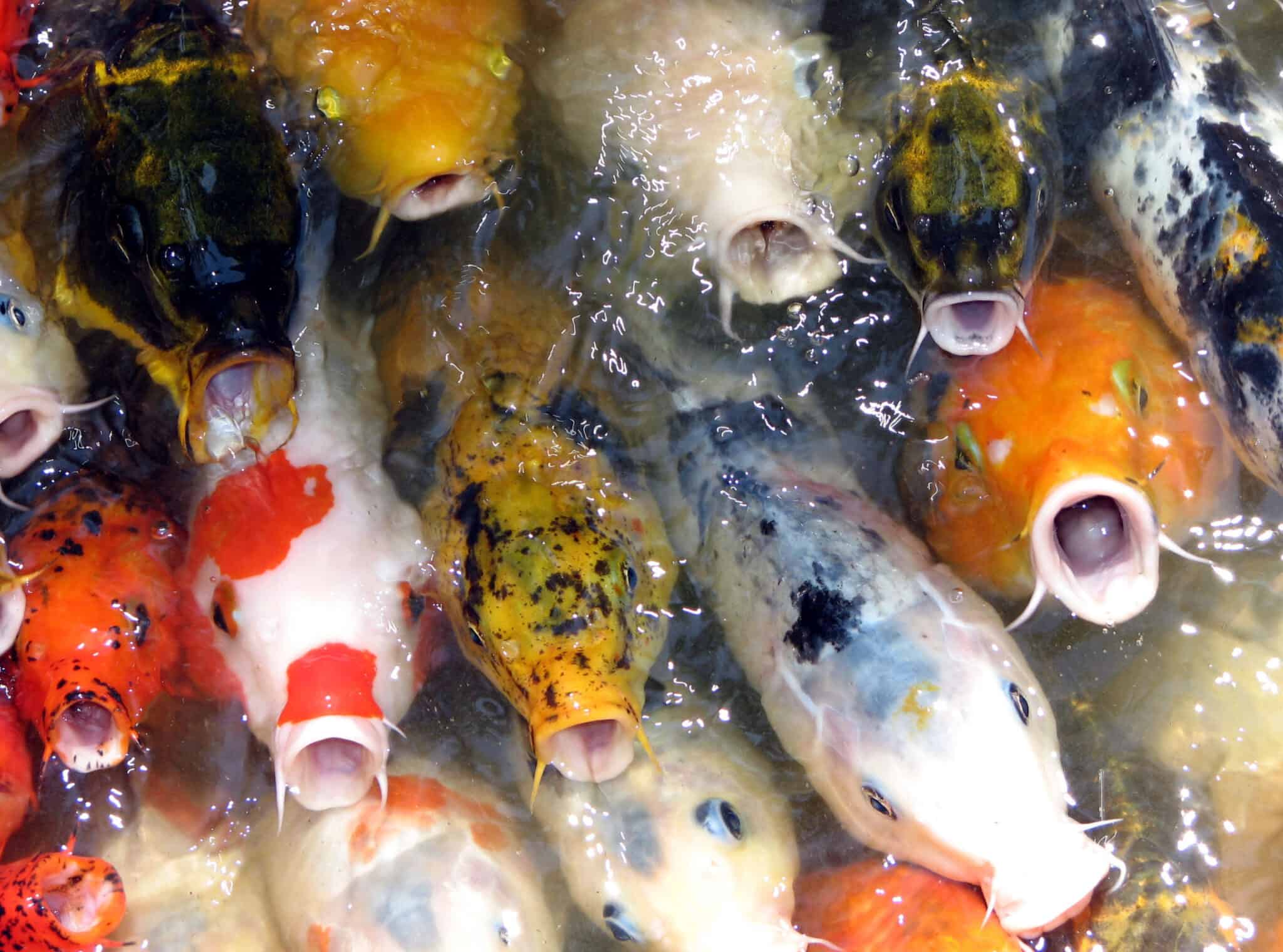 How Long Can Koi Fish Live Out Of Water