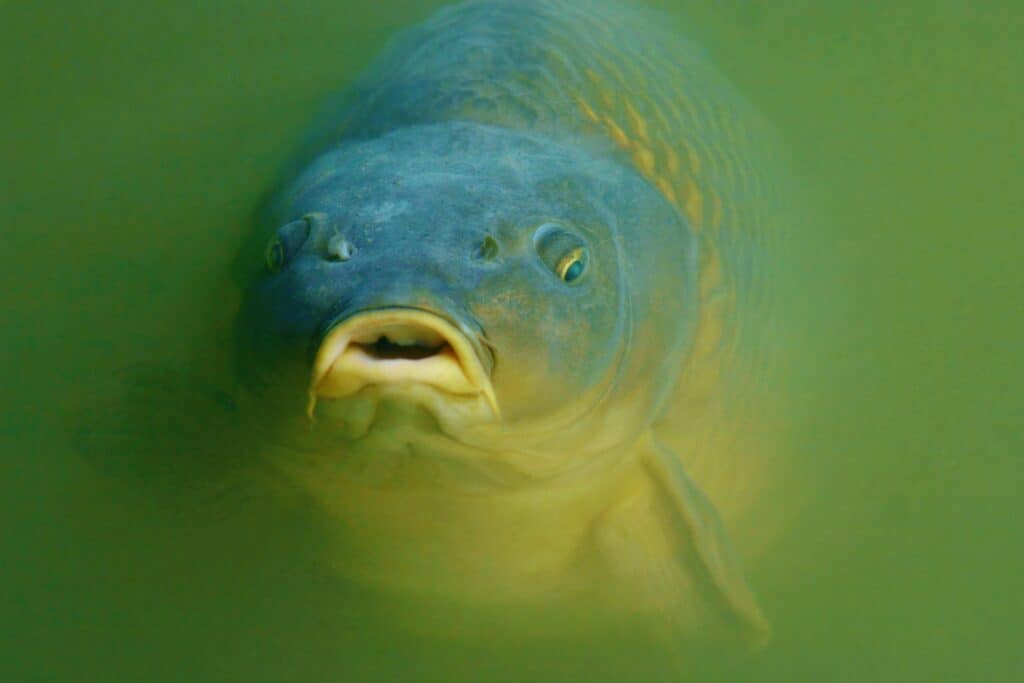 Bloated hotsell koi fish