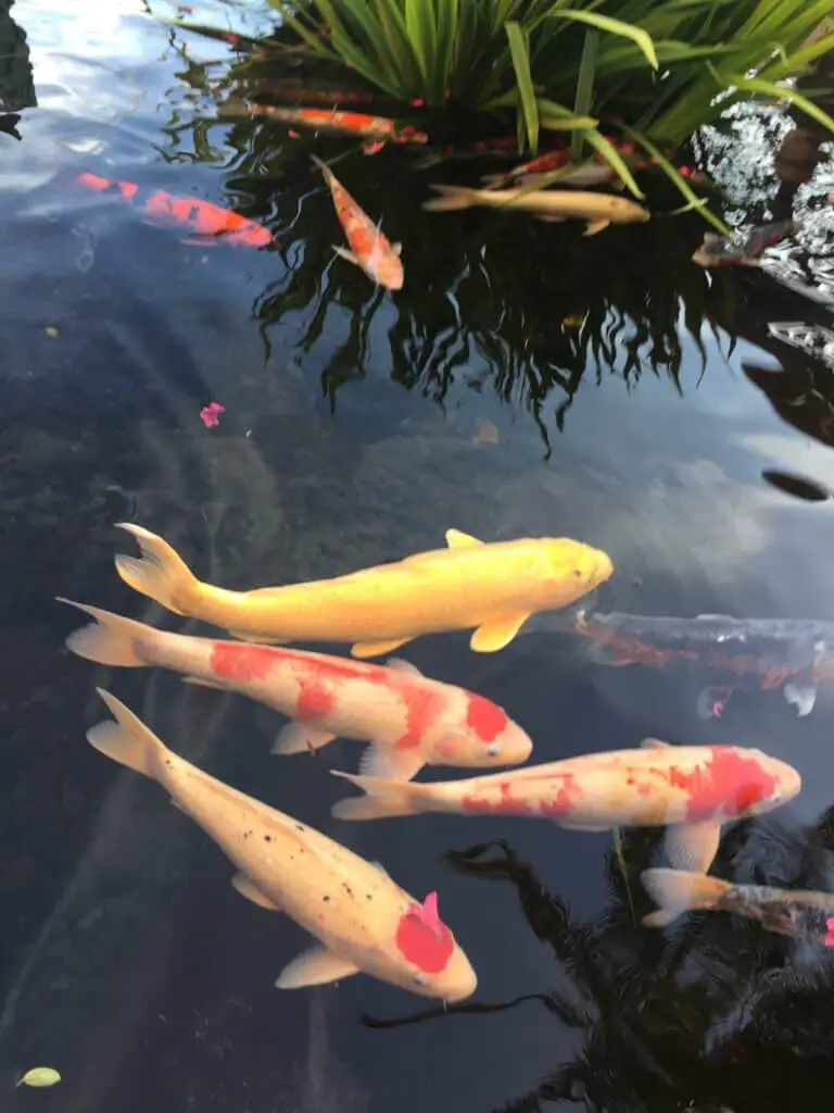 a few koi fish swimming in a koi pond