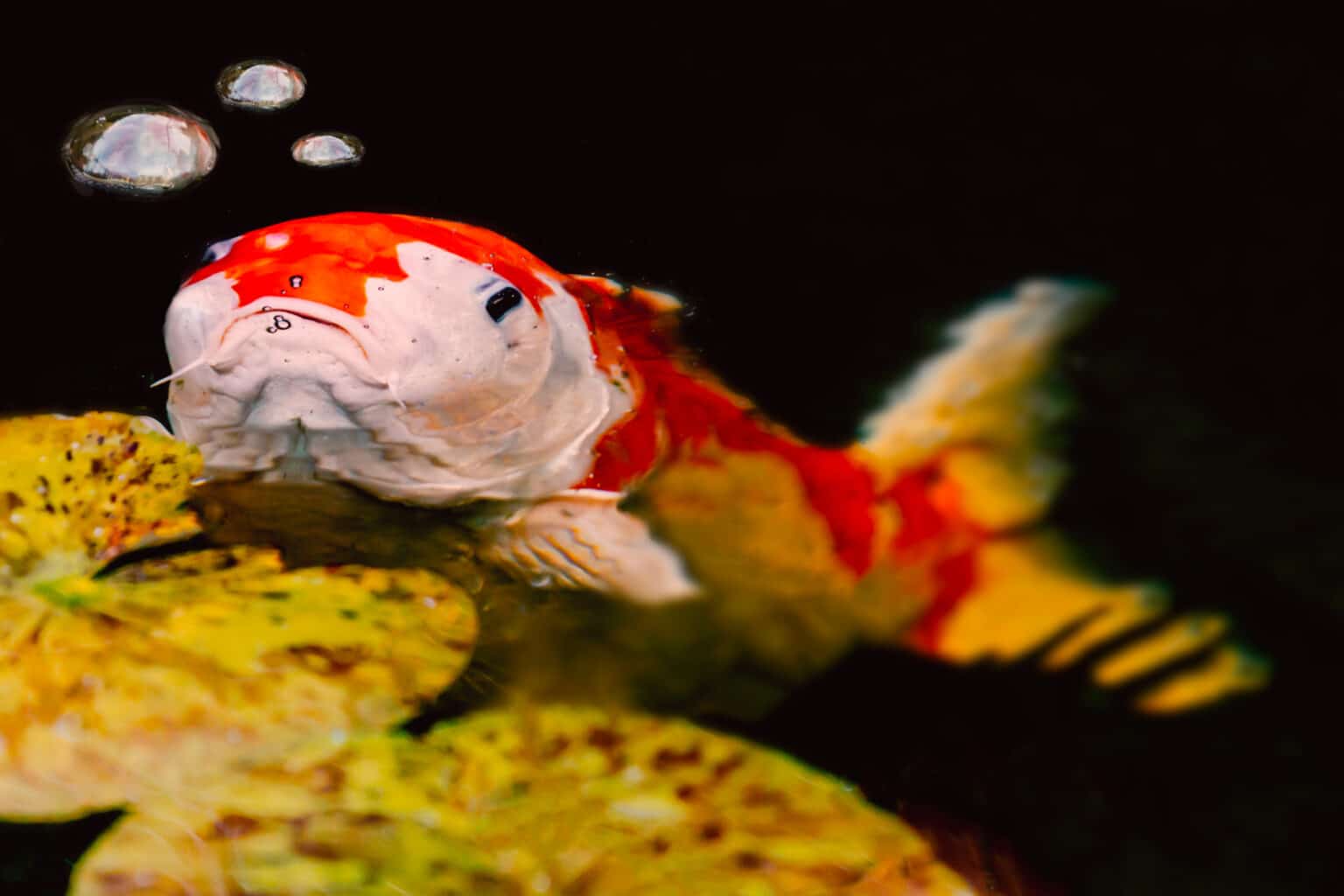 30-awesome-names-for-a-male-koi-fish-pond-heaven