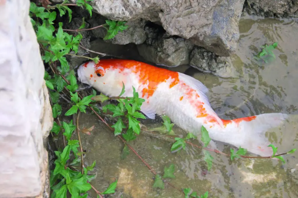 koi fish eat algae