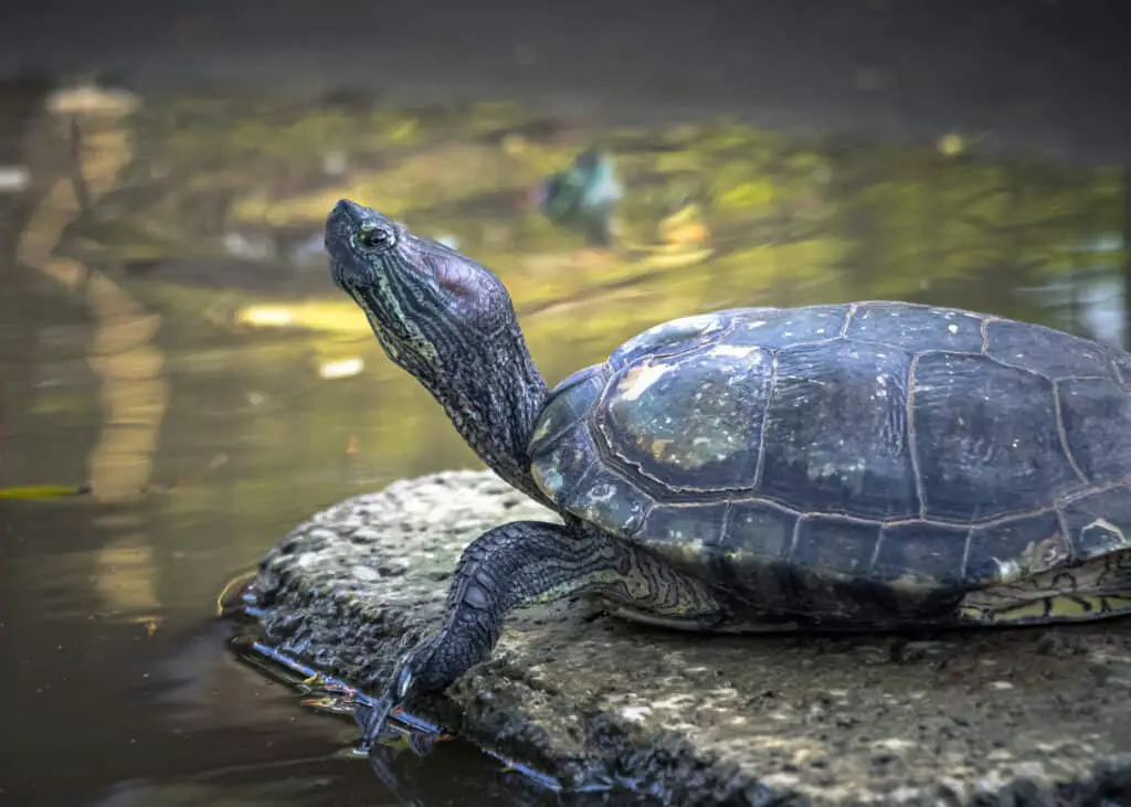 Shot of a Chinese pond turtle basking in the sun in a animal shelter farm