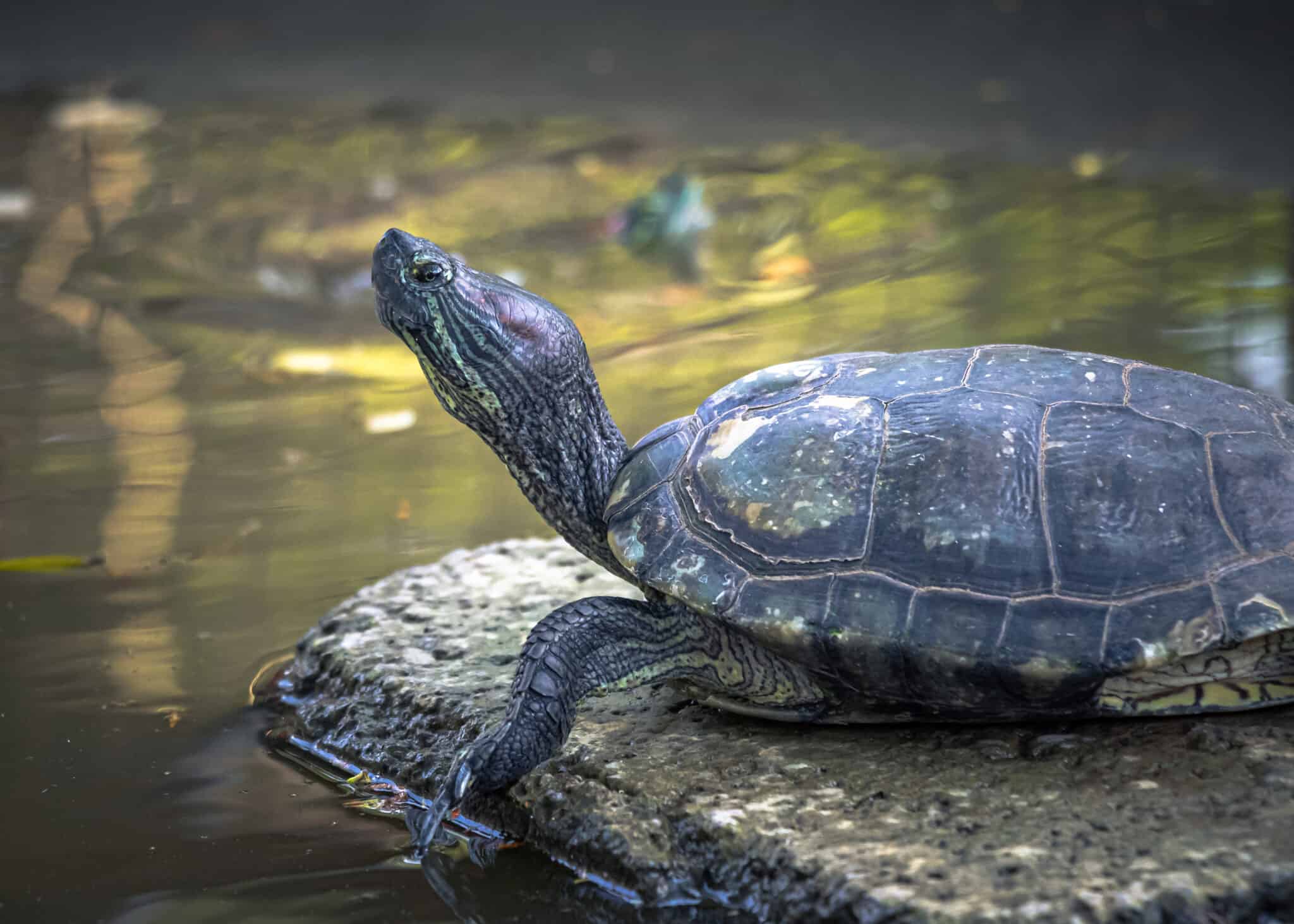 Can Koi And Turtles Live Together? (We Find Out) - Pond Heaven