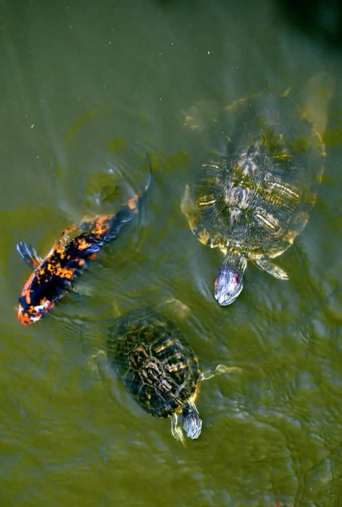 Two turtles are swimming in a pond with a koi fish.