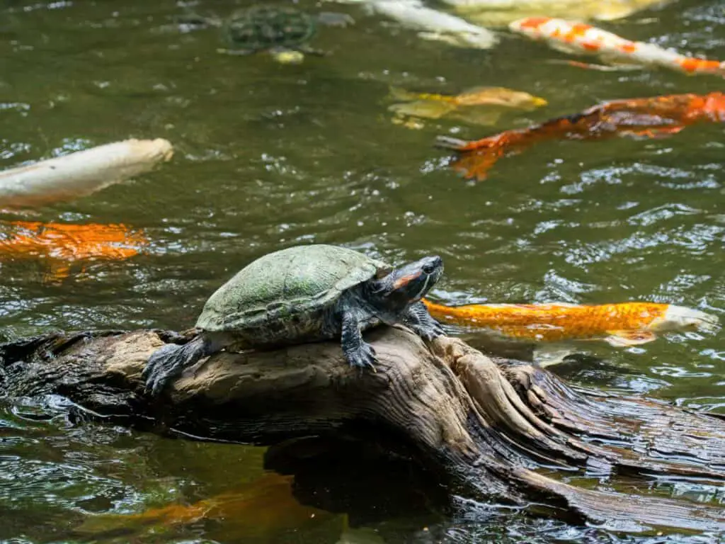 Turtle sitting on the log, colorful koi fish swim around