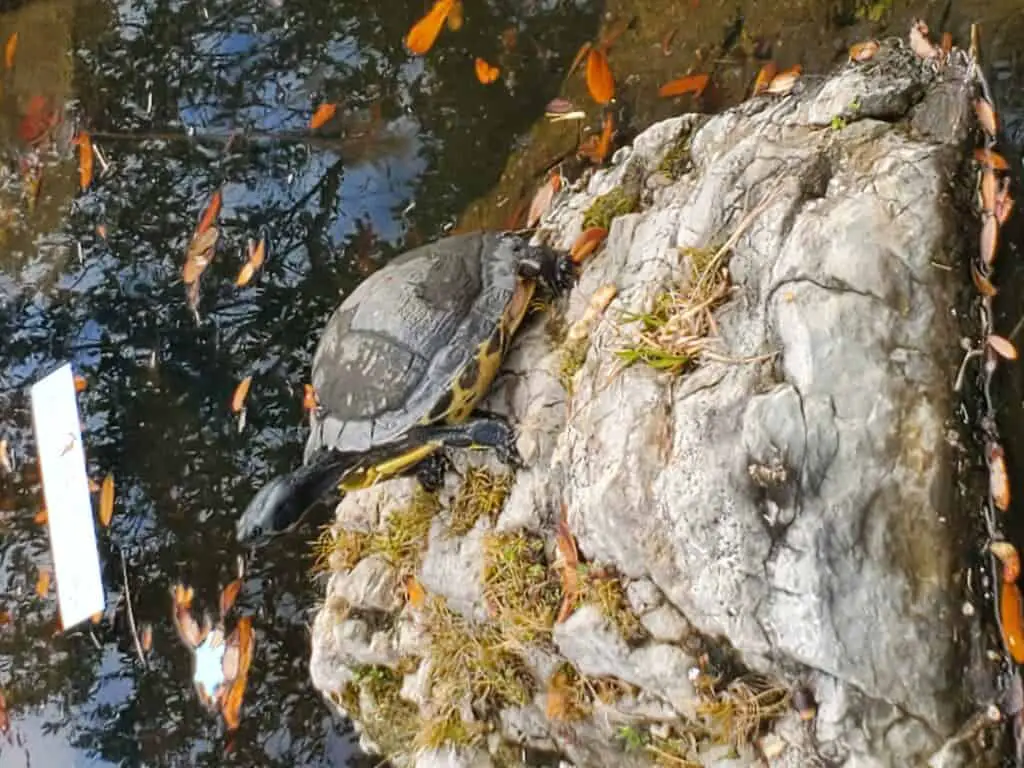 Turtle on rock in koi pond