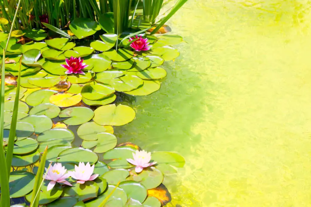 Green pond water caused by algae