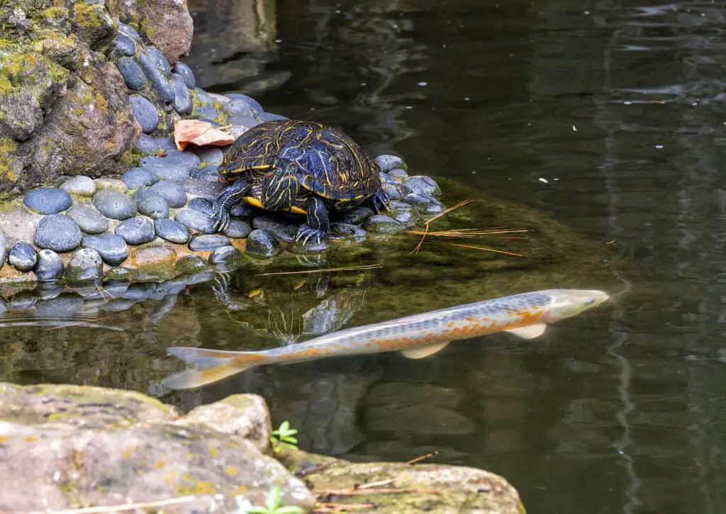 Red-eared slider turtle and Koi fish in the Japanese Garden of the Forth Worth Botanic Garden, Texas.