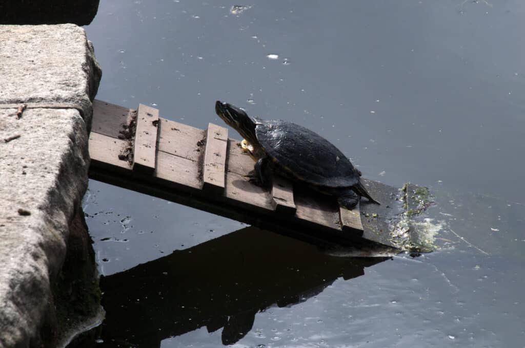 Western painted turtle sunbaking on wooden ramp from pond