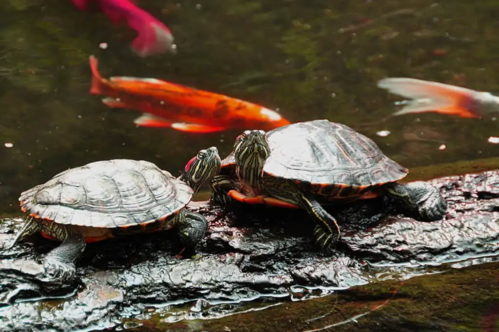 A pair of red eared slider turtles pose on a log for their photo.