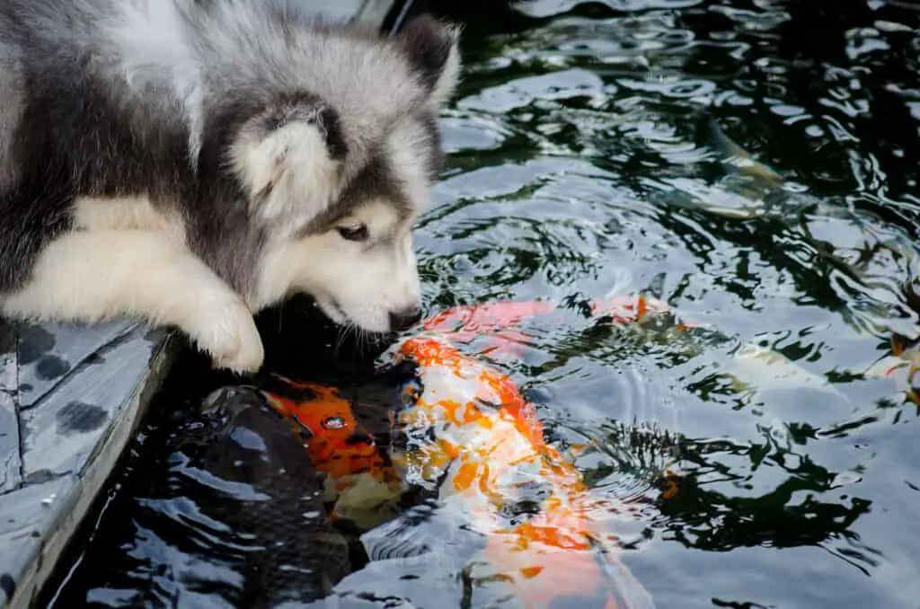 Can Koi Eat Dog Food? (We’ve Got The Answer) - Pond Heaven