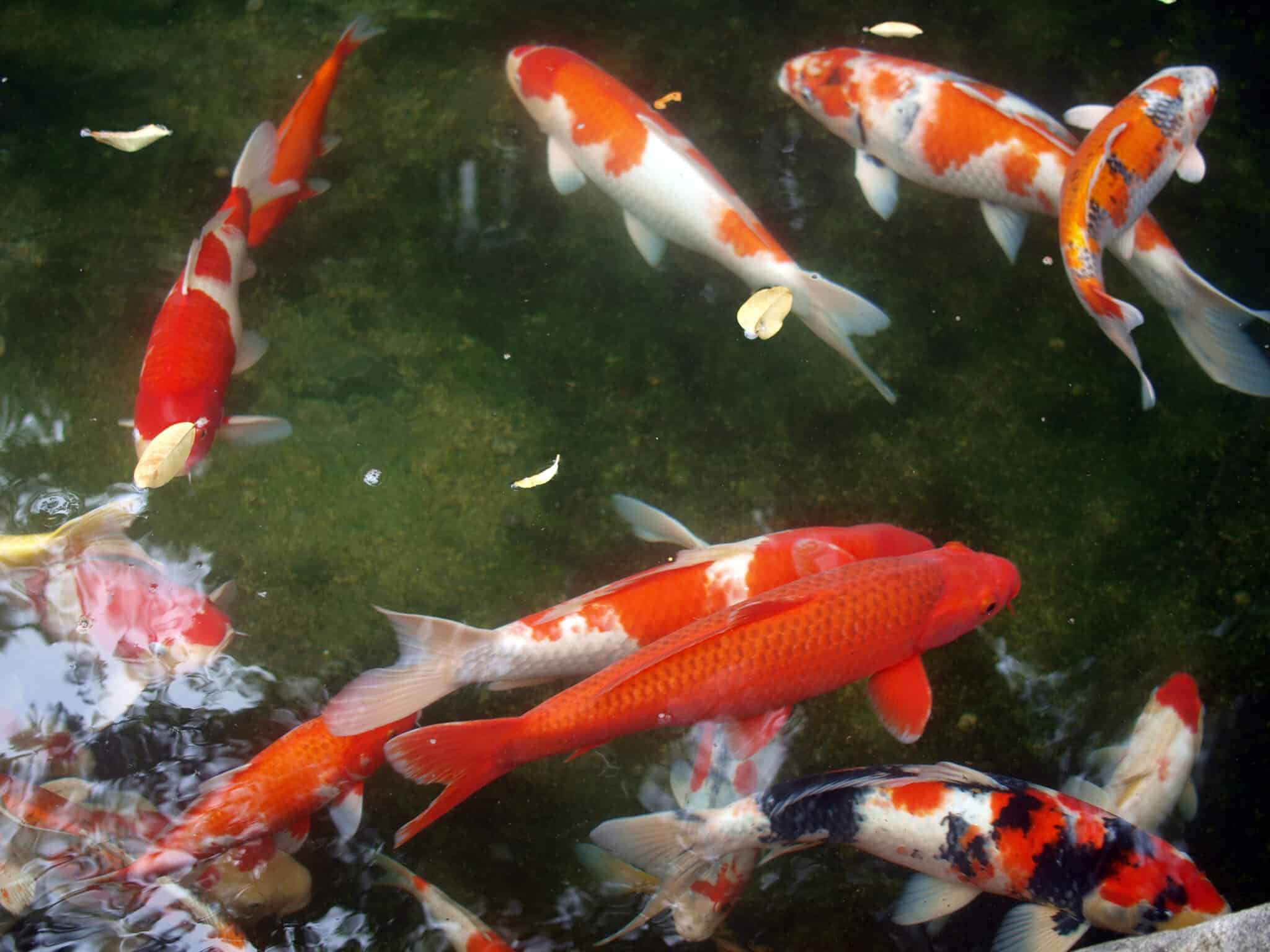 How Do You Vacuum A Koi Pond? - Pond Heaven