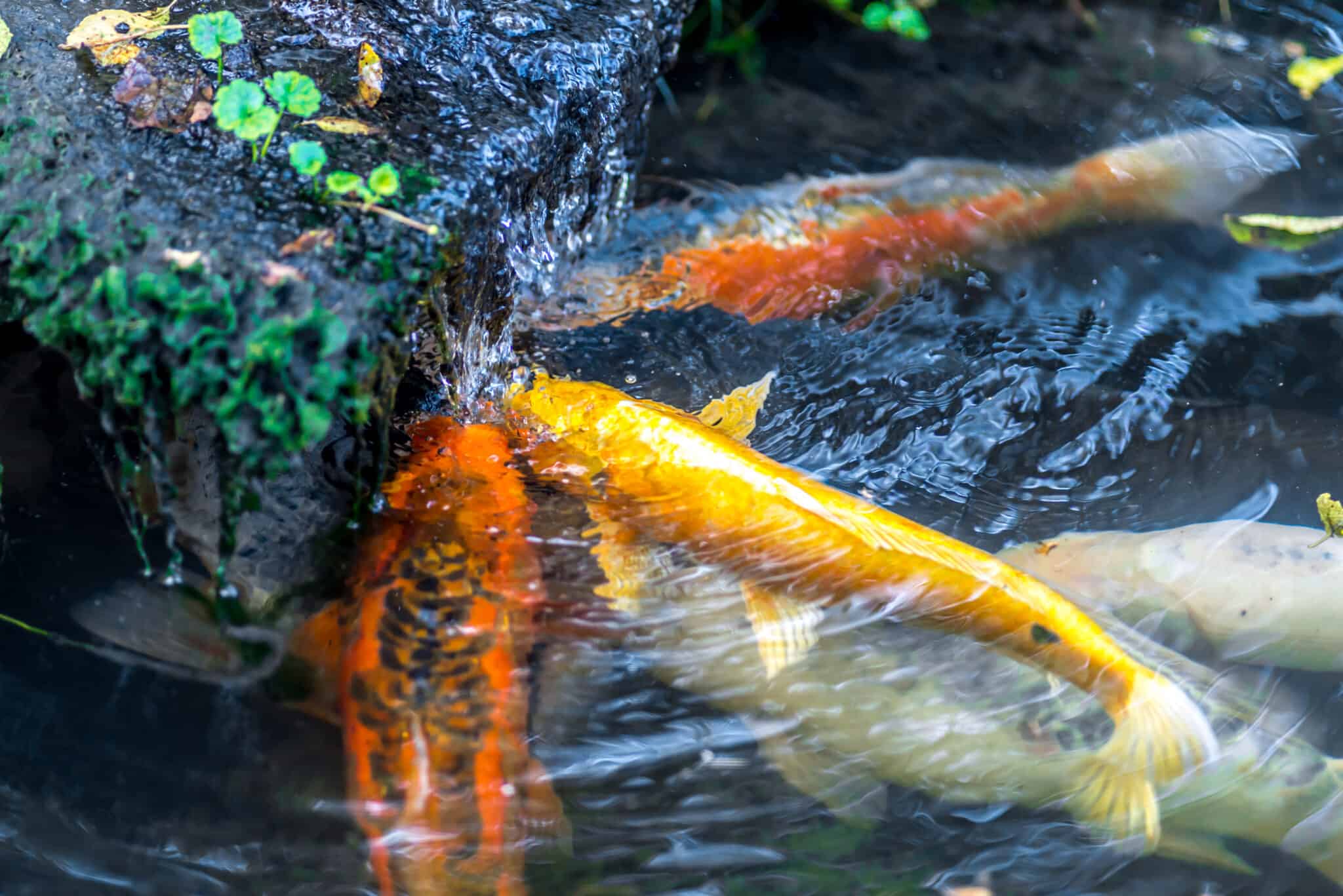 Will Koi Fish Eat Worms