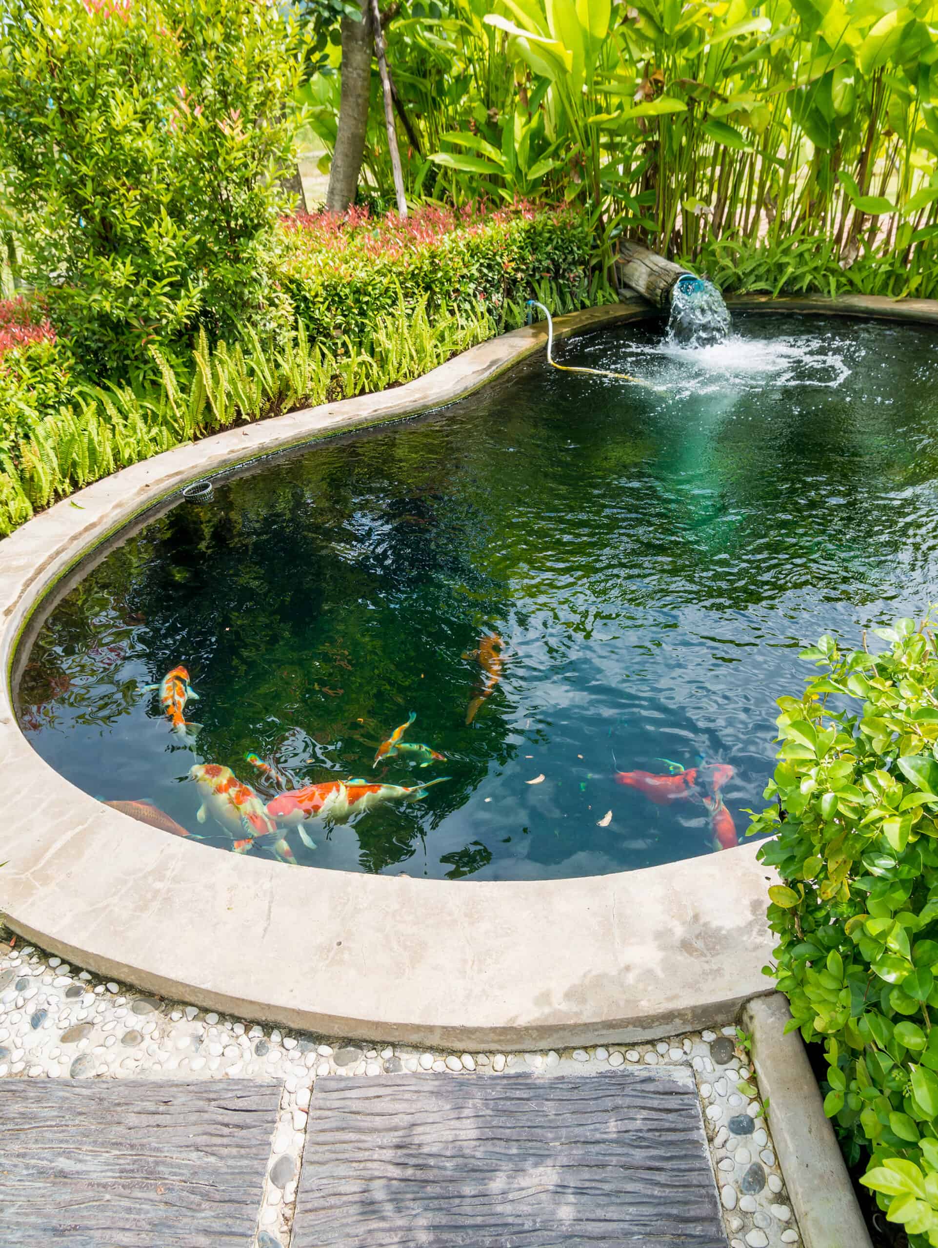 What Is The Best Location For A Koi Pond? - Pond Heaven