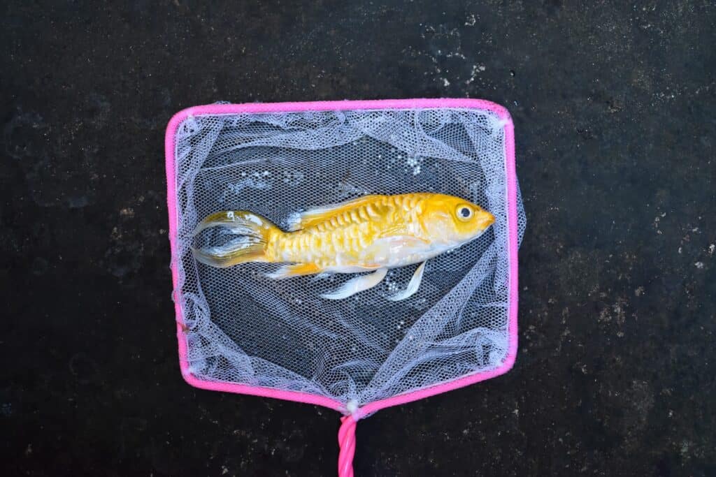 Yellow Koi fish with long fin died due to poor water quality i.e. ammonia poisoning. Catched by fishing net