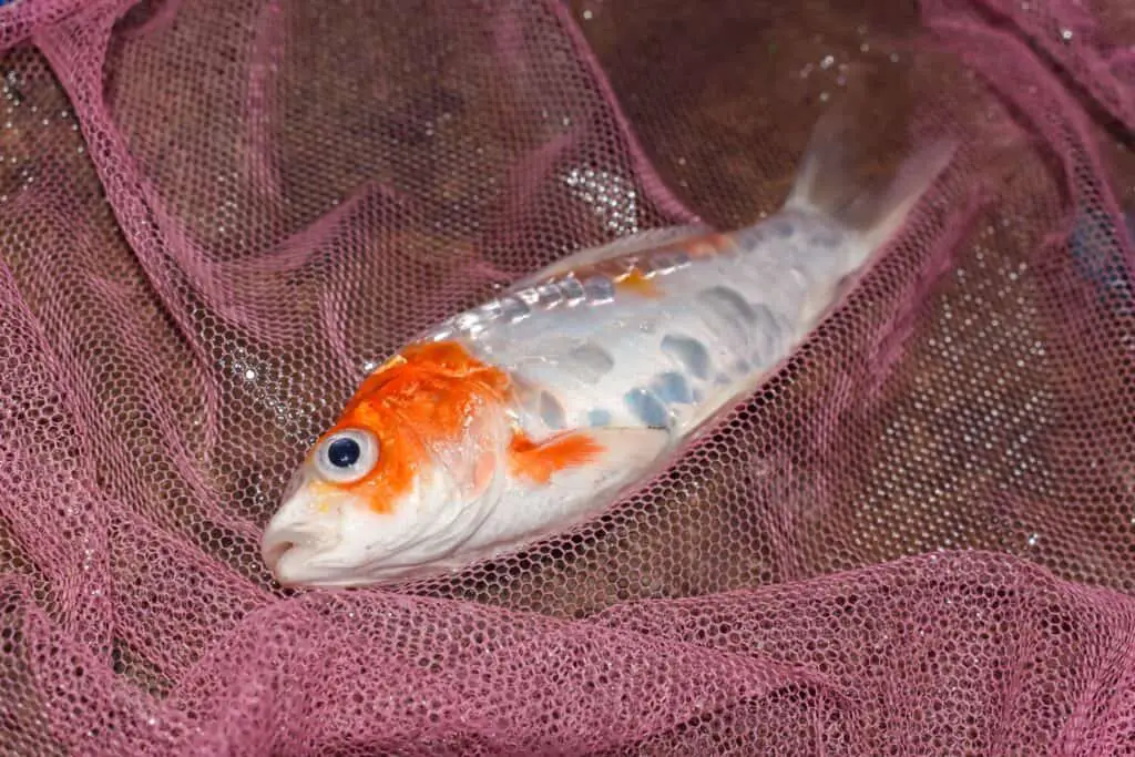 Kohaku Koi fish died due to poor water quality i.e. ammonia poisoning. Catched by fishing net. Left lower view