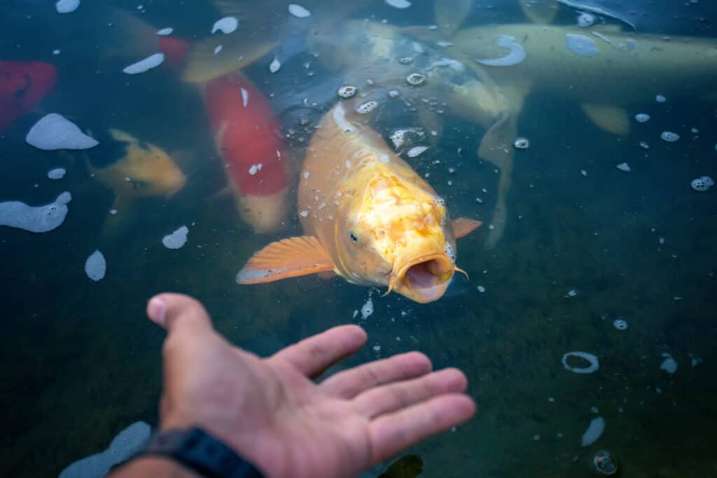 Close-up, a large koi come up and breathe on the surface of the water.