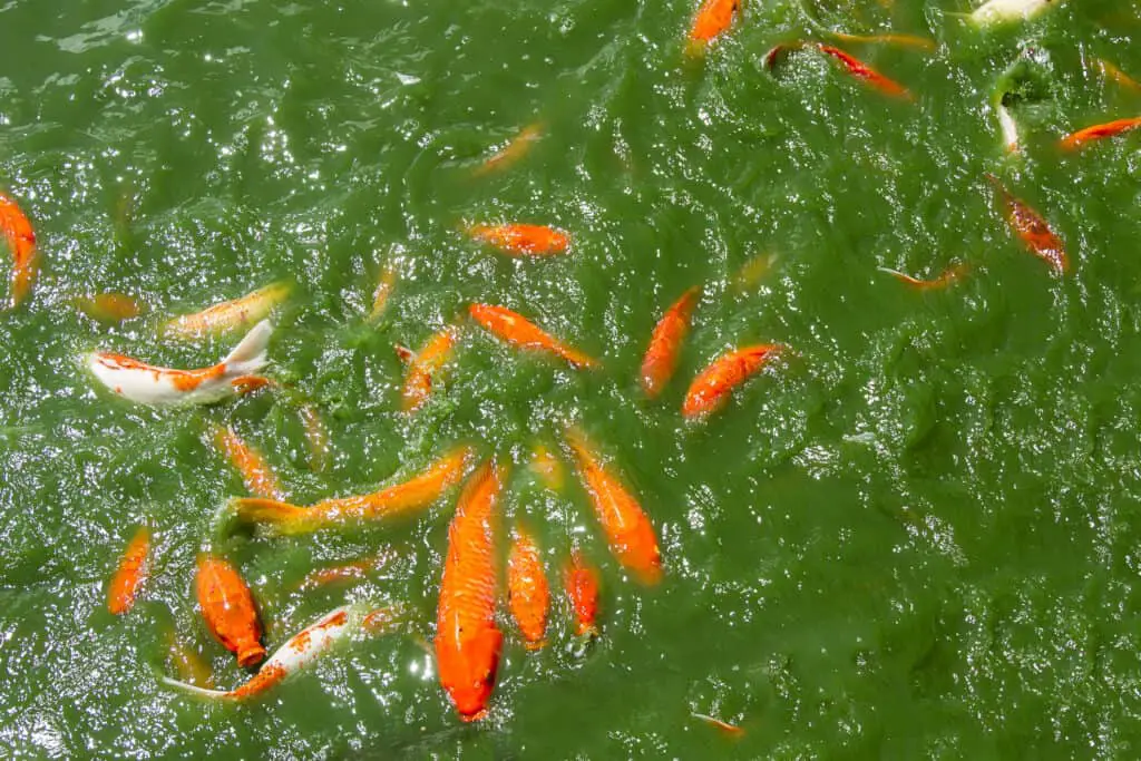 Koi fish in dark green water sticking their head out