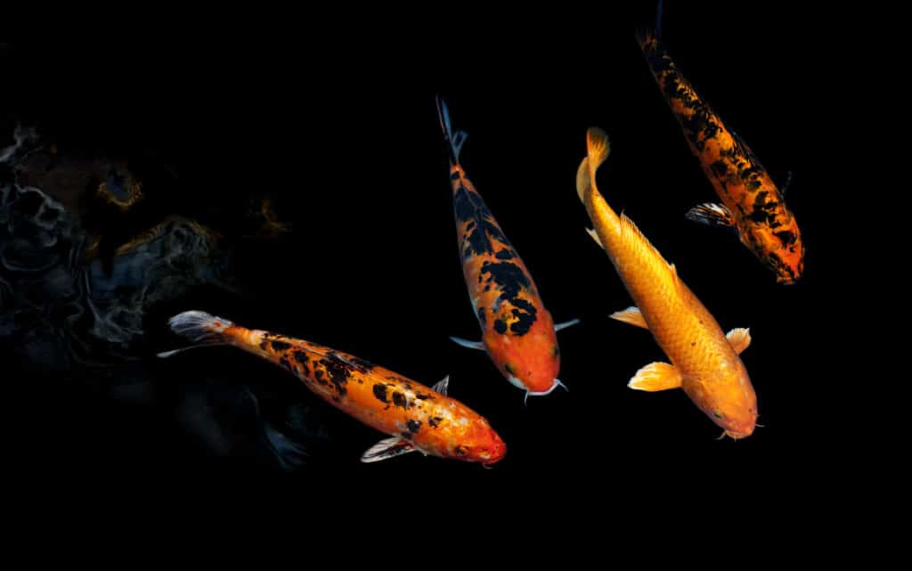 Koi Fish swimming in pond.water is black and reflection of light.Fancy Carp or Koi Fish are red,orange.