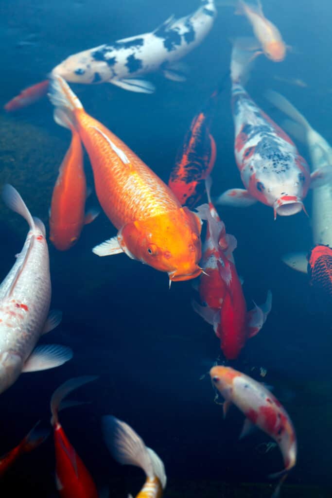 Koi Pond with Japan Colorful Carps