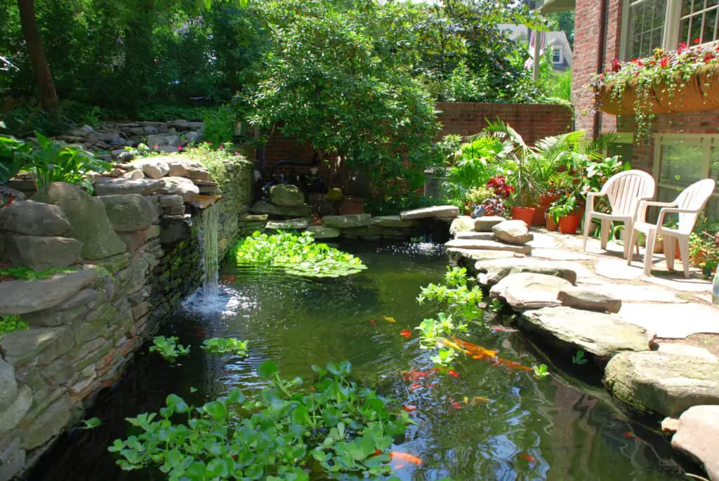 Koi and goldfish pond with water plants