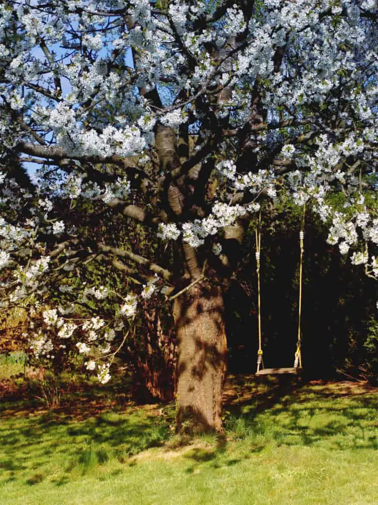 Empty swing in flowering cherry tree on sunny day.
