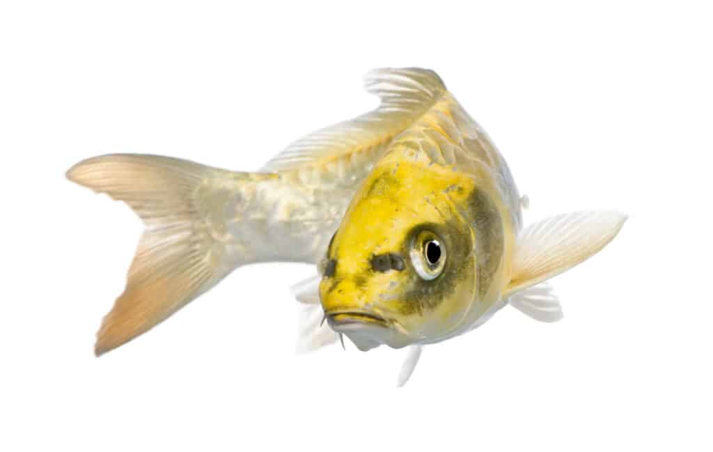 Yellow Koi ogon - Cyprinus carpio in front of a white background