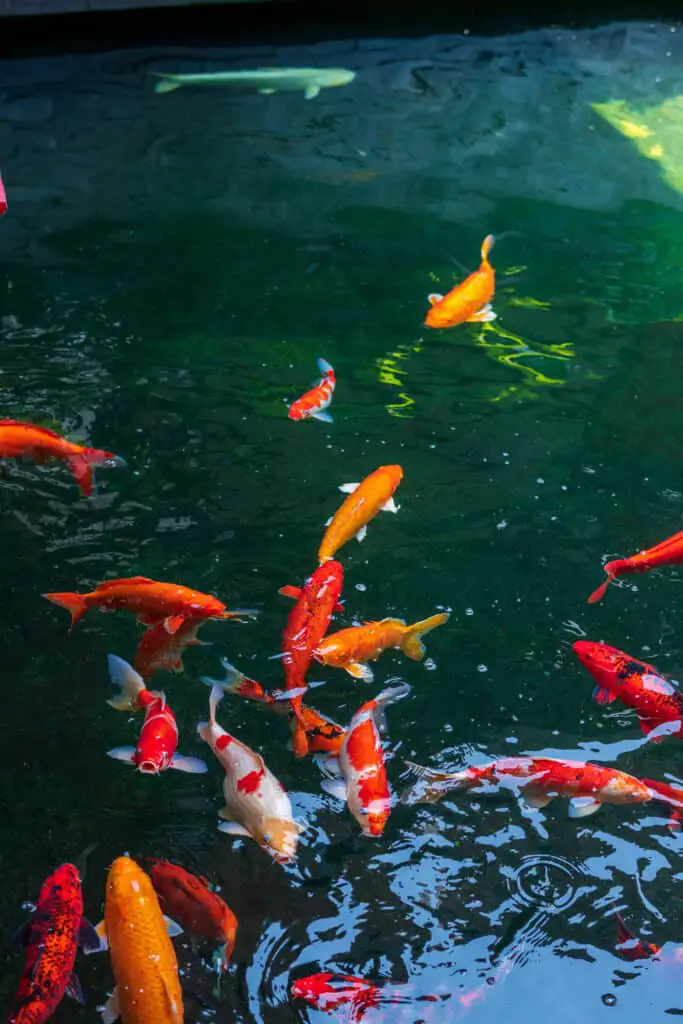 japanese koi fish swimming in the pond