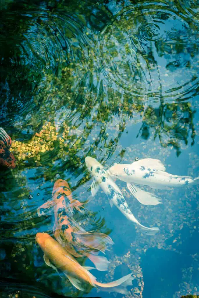 Filtered image mixed color beautiful koi fishes swimming at clear pond in botanic garden near Dallas, Texas, USA