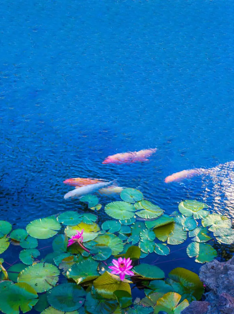 Koi pond with tropical water lilies reflects a deep blue under the summer sunshine. Location, tropical gardens in Oahu, Hawaii.