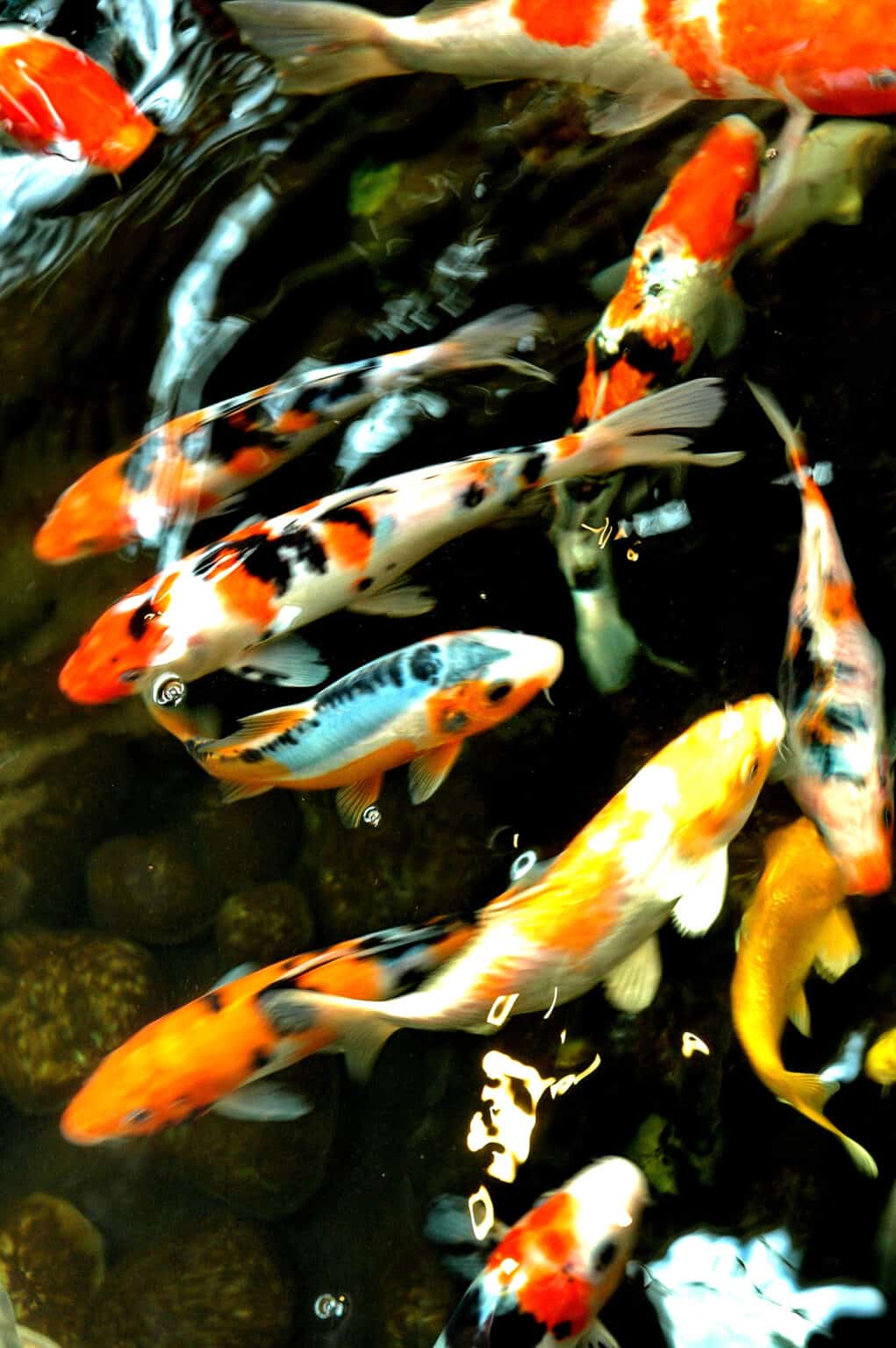 can-koi-fish-survive-winter-pond-heaven