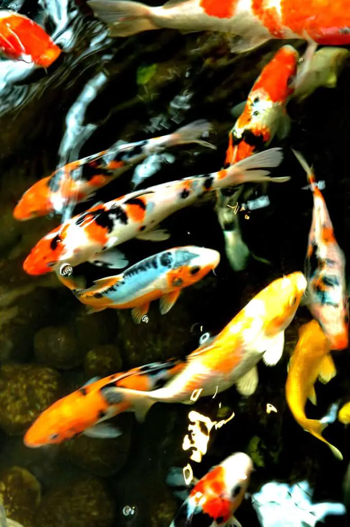 Colorful Koi in a sallow pond with pebble stone