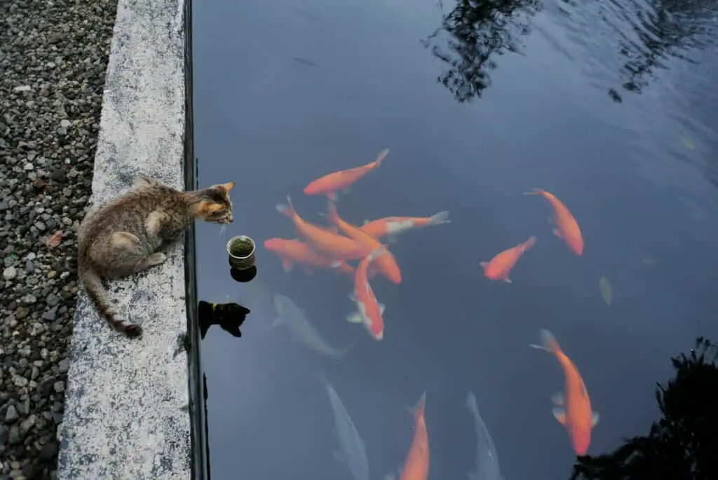 Cat and koi fish